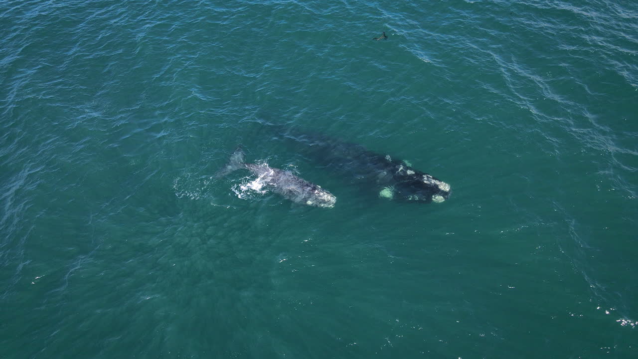 어미와 함께 벌목하는 얼룩덜룩한 남방긴수염고래, 공중 오버헤드
