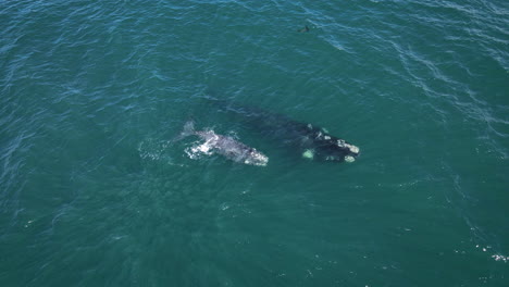 Cría-De-Ballena-Franca-Austral-Atigrada-Talando-Con-Su-Madre,-Sobrecarga-Aérea