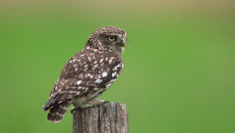 Nahaufnahme-Einer-Kleinen-Eule-Mit-Nur-Einem-Auge,-Die-Auf-Einem-Pfosten-Steht-Und-Dann-Hoch-Steht,-Um-Sich-Vor-Einem-Grünen,-Unscharfen-Hintergrund-Umzusehen,-Zeitlupe