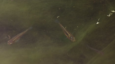 peces diminutos alimentándose agresivamente en aguas pantanosas poco profundas.