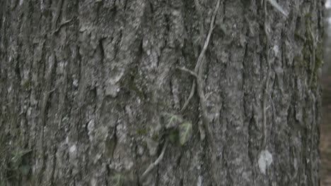 bark of tree and variety of plants and moss who is growing on it