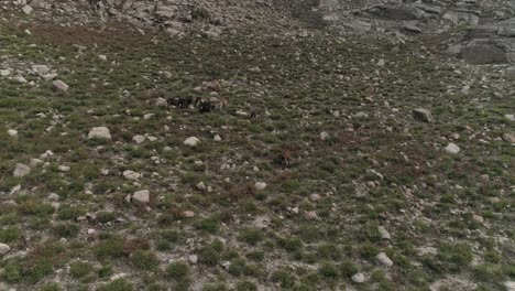 Cabras-Montesas-Pastando-En-Una-Ladera