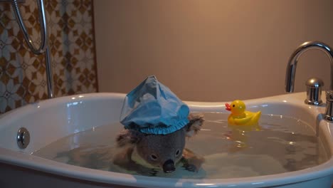 koala taking a bath