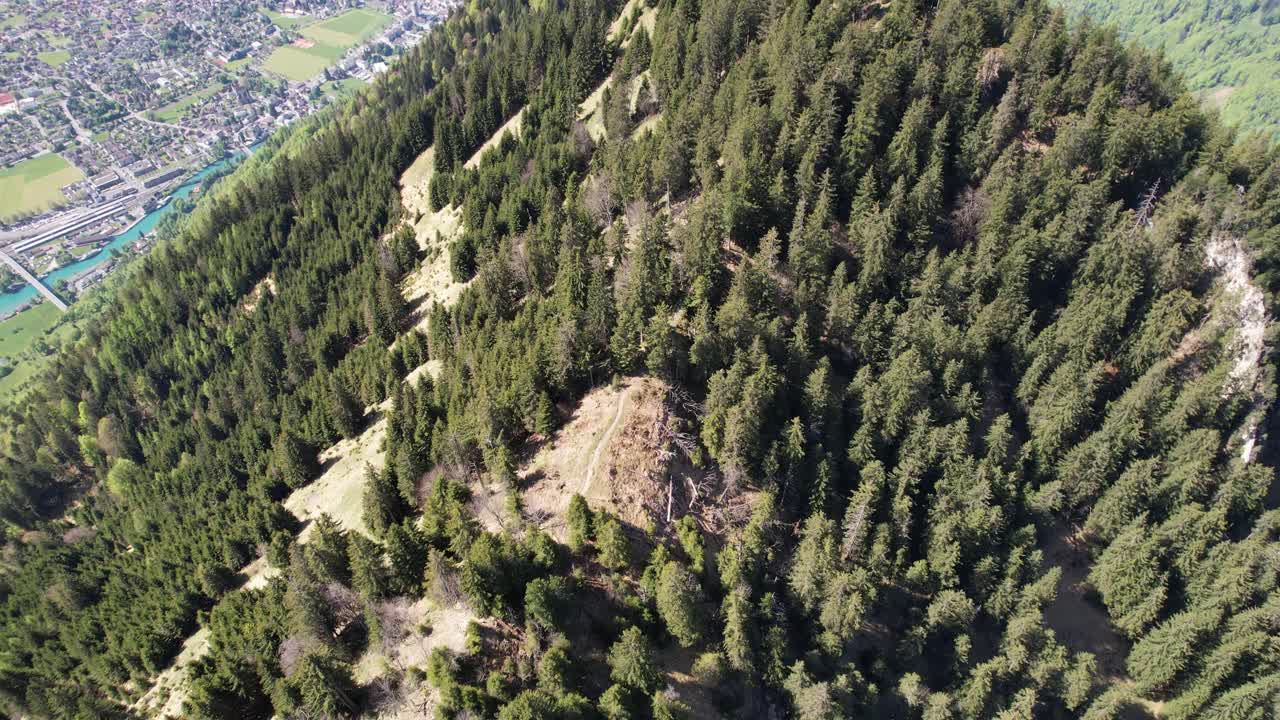 Top-down drone view of a pine forest with a sunlit clearing and fallen trees in the Swiss Alps on a clear day