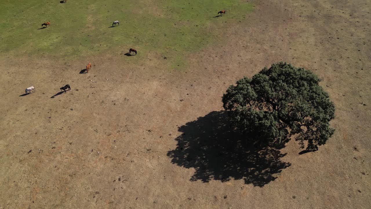Horses grazing in countryside field aerial view