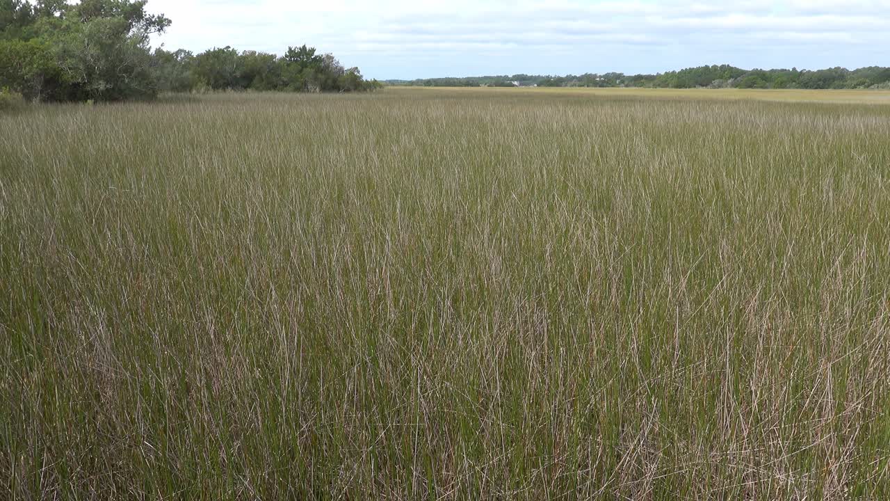 humedales marsh grass en el canal intracostero en ocean isle beach, nc