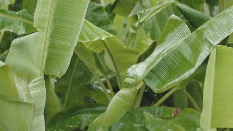 rain falling on the green banana leaves in ubud, bali, indonesia