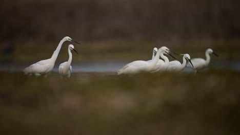 flock of egrets fishing in wetland