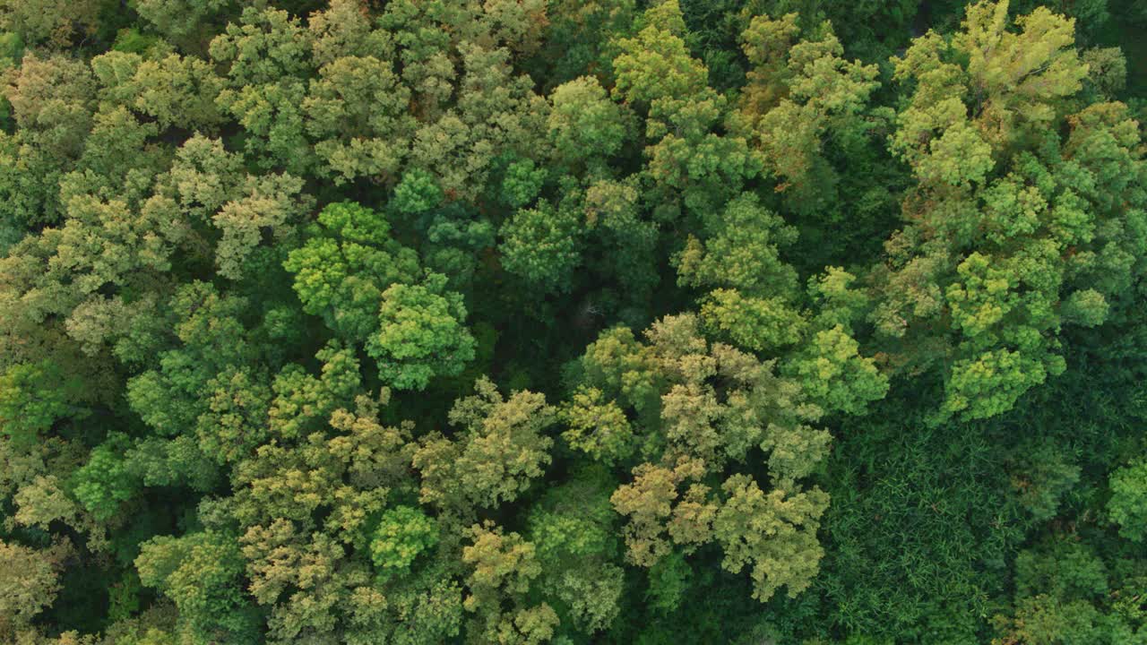 Aerial shot looking straight down onto a vast, dense canopy of deciduous trees with various shades of green foliage. The trees subtly sway in the breeze. Shot showcases untouched nature