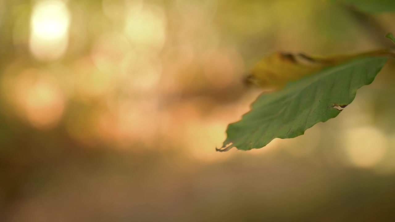 Autumn leaf in wind. Nature background, shallow depth of field. Beautiful bokeh.