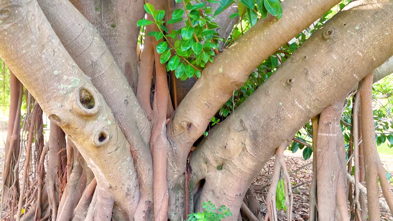 A series of frames capturing a large banyan tree with sprawling roots and lush green leaves in natural light
