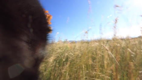 australian shepherd sniffing plants in 4k