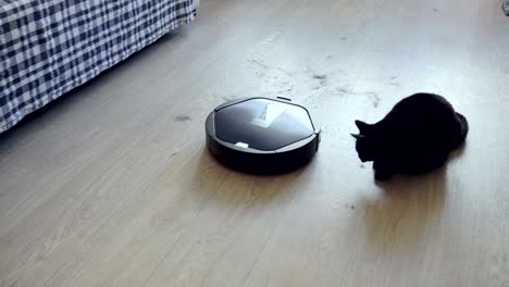 black cat playing with robotic vacuum cleaner which is cleaning floor. 4k