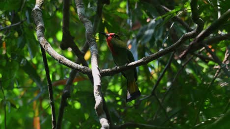 un zoom hacia atrás mientras este pájaro mira hacia arriba en el bosque mientras está encaramado en una vid, el apicultor de barba roja nyctyornis amictus, tailandia