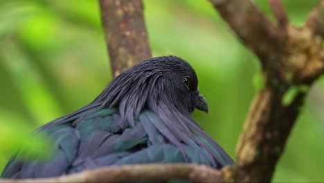 close up shot of a wild adult nicobar pigeon, caloenas nicobarica with a distinctive bill knob, roosting in dense vegetation, slowly falling asleep, a near threatened animal bird species