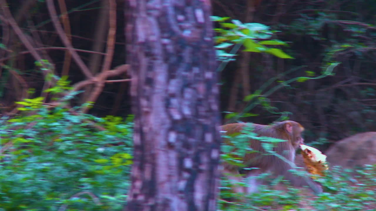 A monkey has stolen a bread and running in the park, camera following the monkey