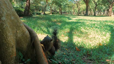 4k-Eichhörnchen,-Das-Ameisen-Im-Wald-Frisst