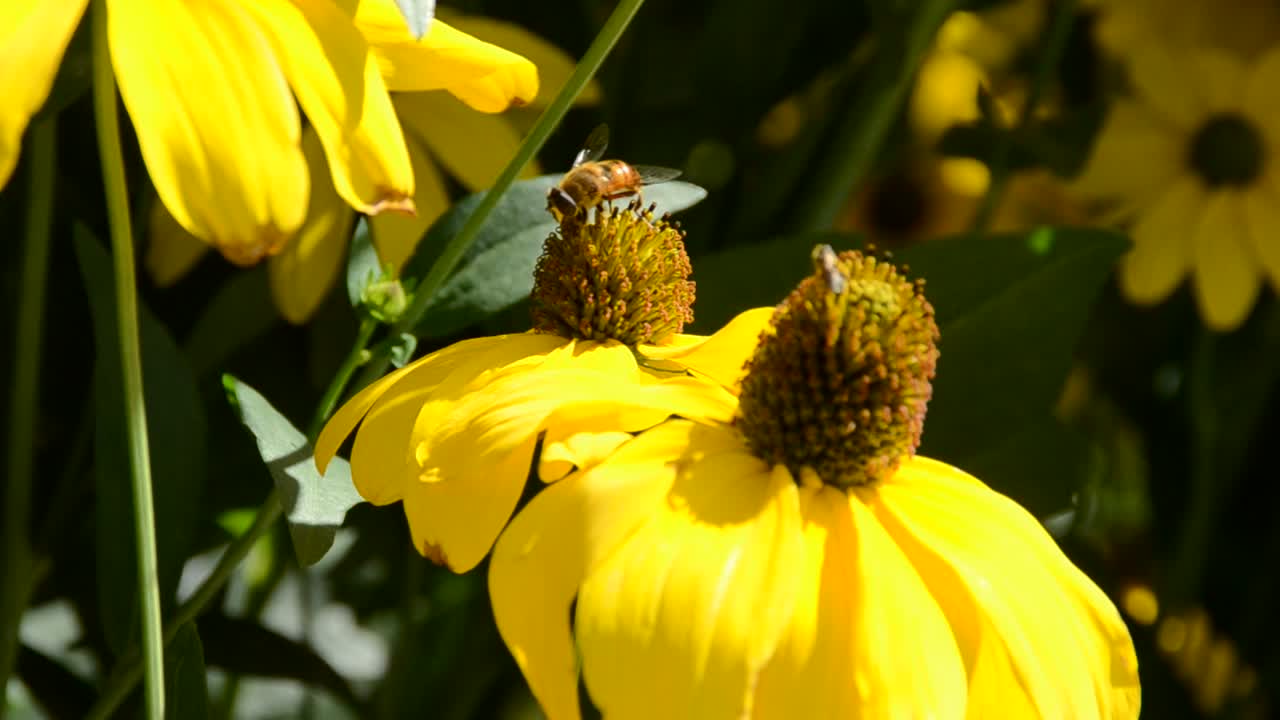 Fiore