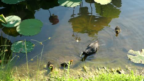 Cartoonish-Eurasian-Coot-Feeding-Babies-Slow-Motion,-Full-HD