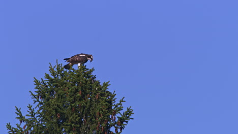 águila-Pescadora-Joven-Extendiendo-Sus-Alas-Sobre-Un-Abeto