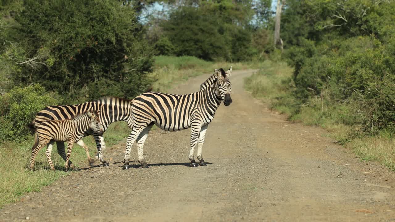Three plains zebra including a young calf crossing the dirt road in Kruger National Park.
