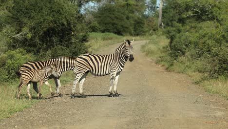 three plains zebra including a young calf crossing the dirt road in kruger national park.