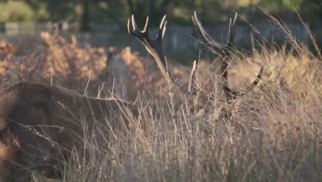 Tracking-shot-of-Stag-antlers-through-undergrowth-slow-motion