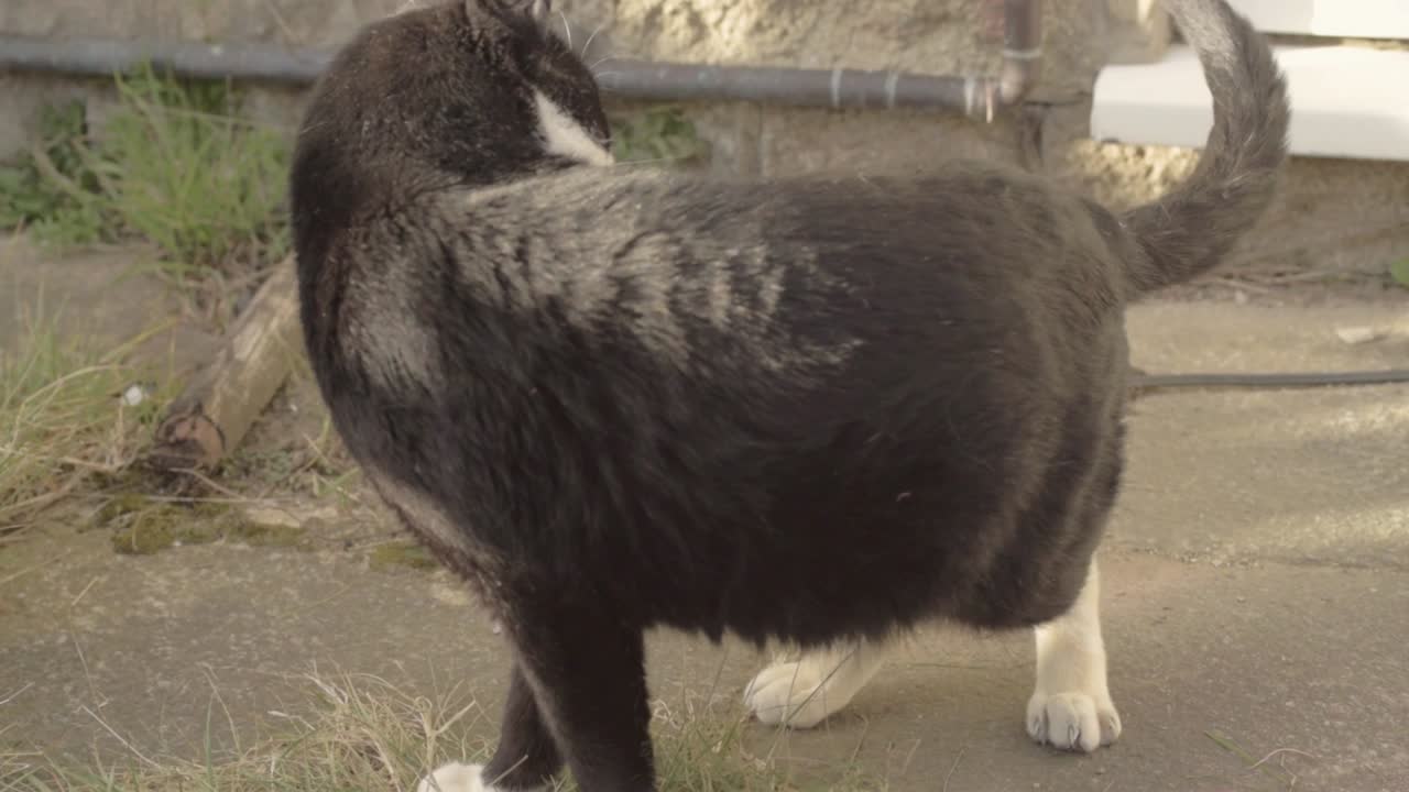 고양이가 꼬리를 쫓다