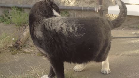 gato persigue su cola