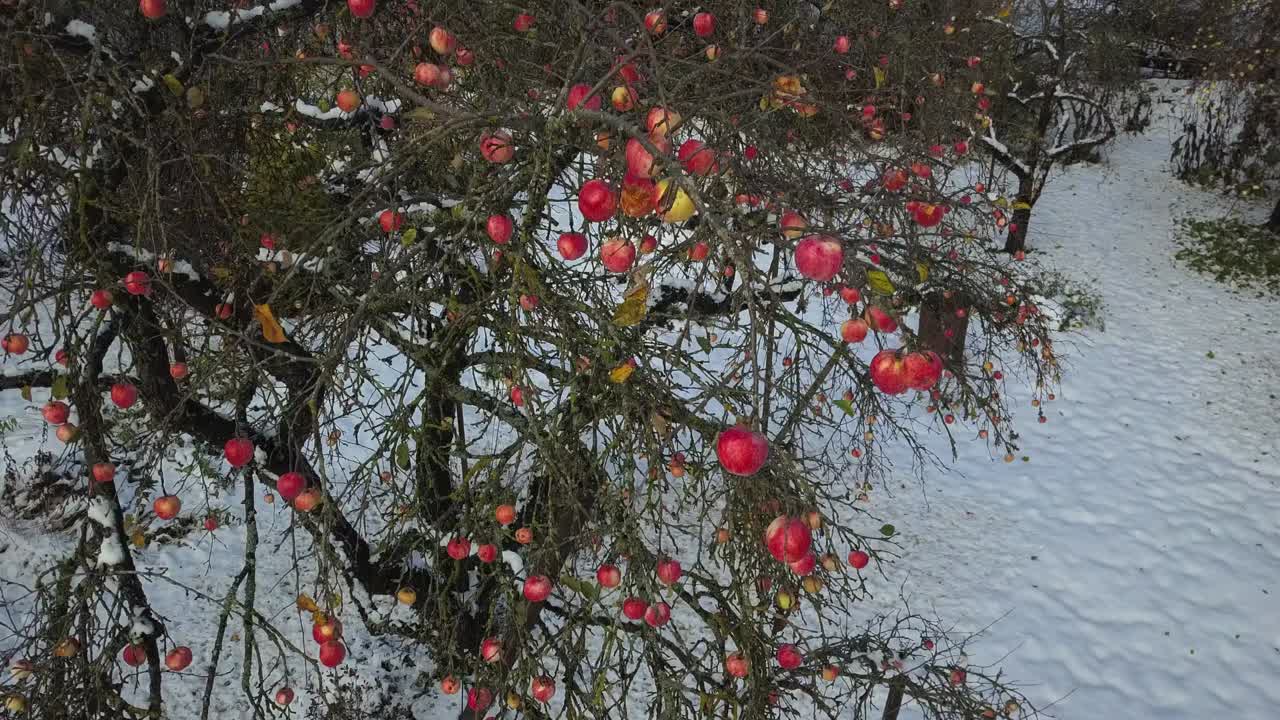 Red apples left on tree before first snow hits