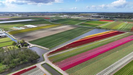 Drohnenflug-über-Bunte-Tulpenfelder