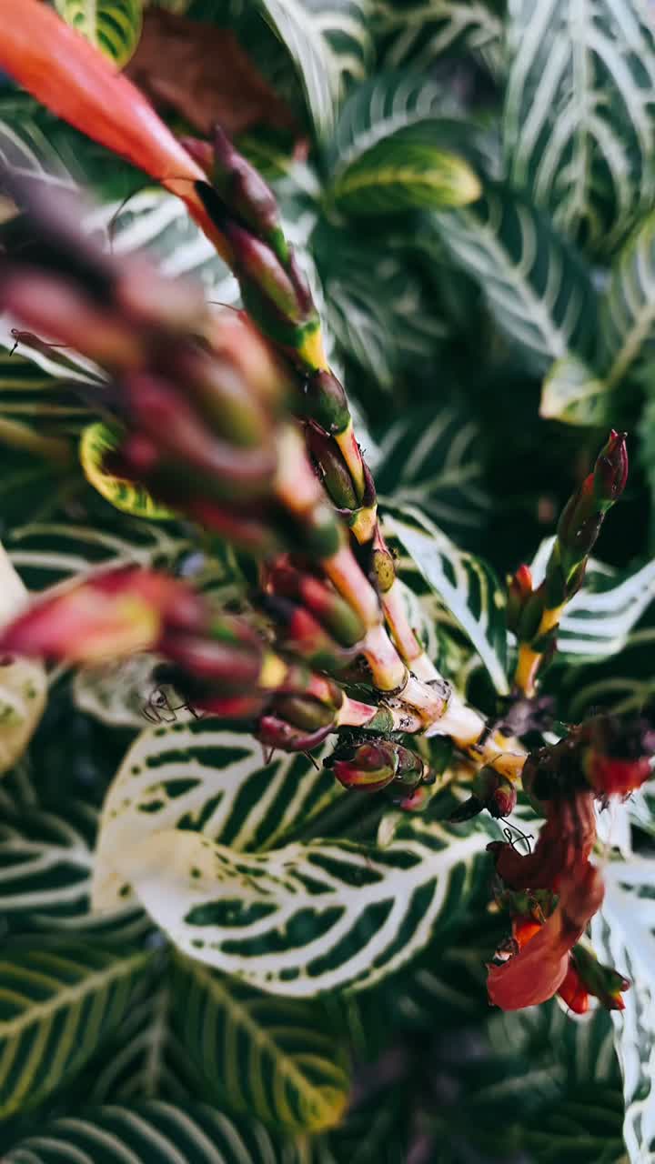 Close-up of tropical plant with vibrant flowers and patterned leaves