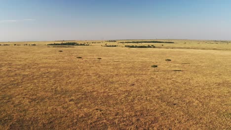 masai mara aerial drone shot of africa landscape scenery of savannah plains and grassland, acacia trees high up view above maasai mara national reserve in kenya, wide establishing flying over