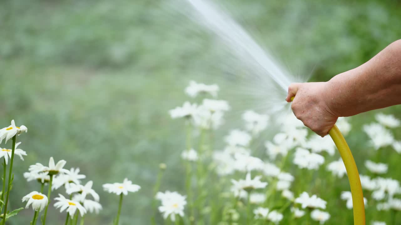 Water irrigation plants with a hose in the evening. Female's hand holding yellow hose pipe and watering white flowers in the garden.