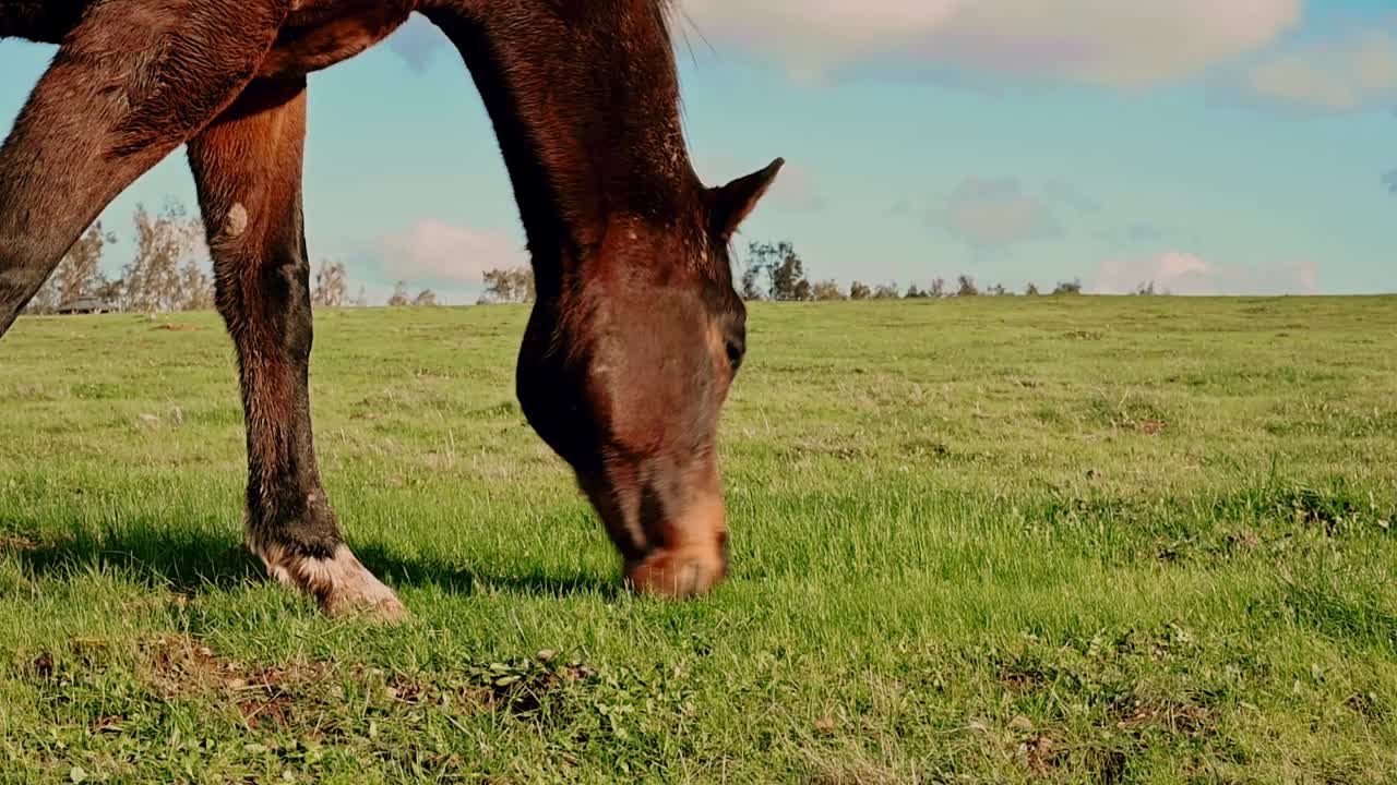 Caballo marrón comiendo hierba en un pastizal abierto en Sacramento, California. HD. 4k