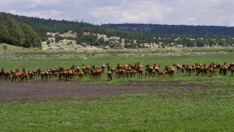 herd of elk in the mountains of arizona grazing