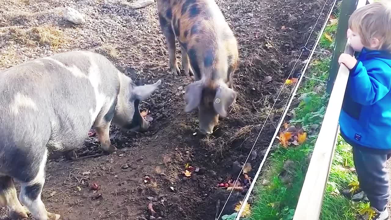 소년은 돼지 펜에 있는 돼지, 돼지 우리에서 먹는 돼지를 보고 있다