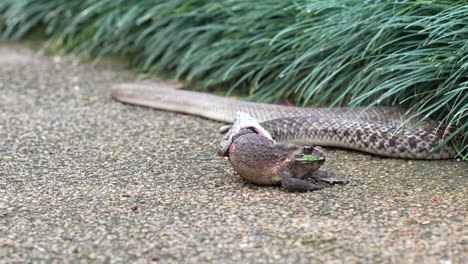 a keelback snake trying to swallow a frog in thailand