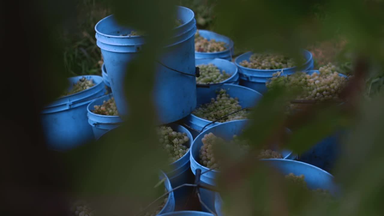 Buckets full of white grapes in an Italian vineyard. Cloudy day and soft light