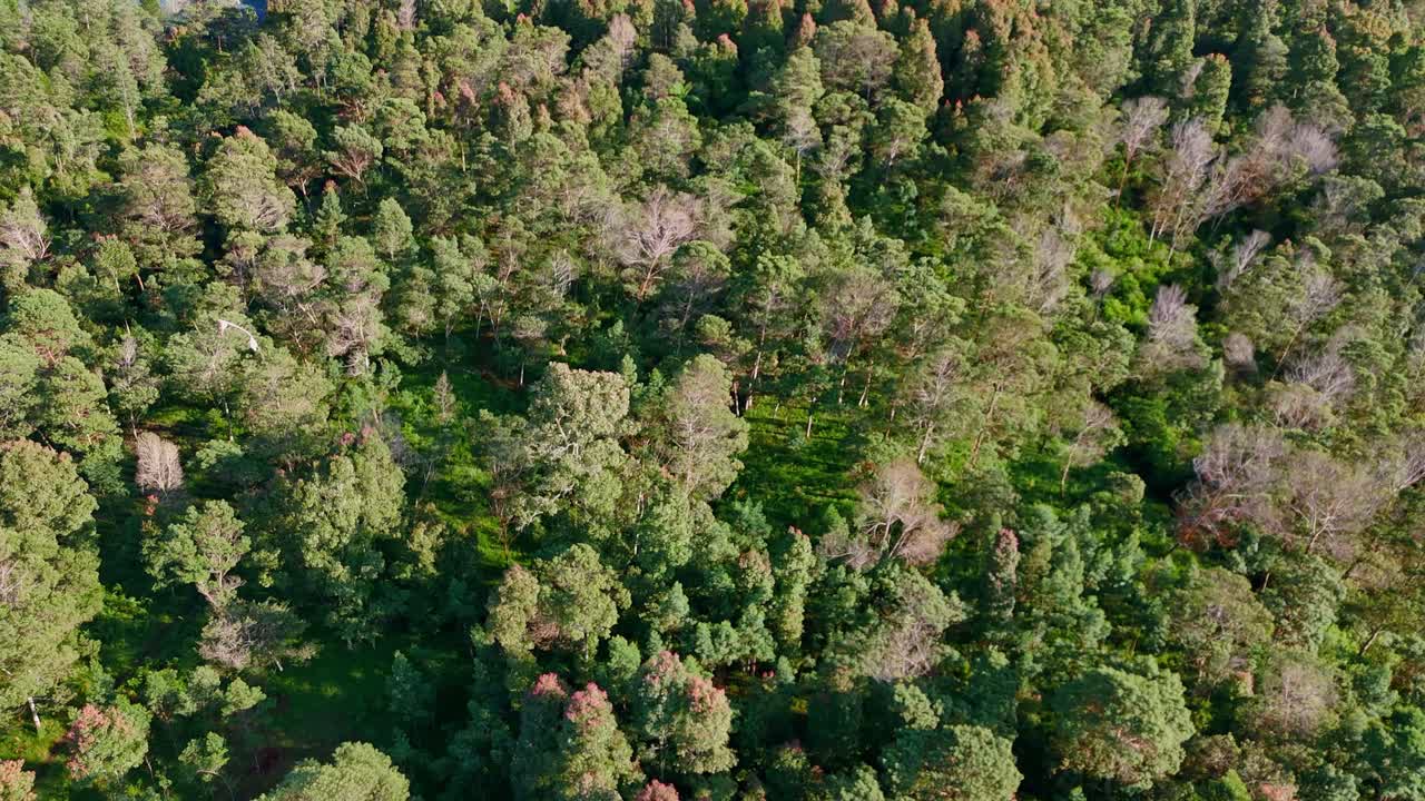 Aerial view of a lush green forest with dense trees and natural sunlight creating a peaceful and refreshing atmosphere