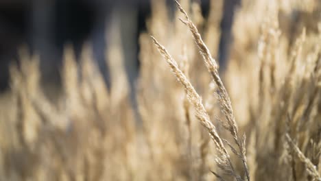 Grasohren,-Wie-Sie-Sich-Im-Wind-Wiegen-Und-Rascheln,-Ihr-Beruhigendes-Flüstern-In-Einer-Nahaufnahme-Vor-Einem-Weichen,-Unscharfen-Hintergrund-Eingefangen