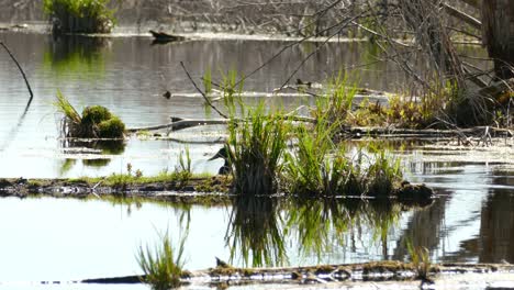 mallard duck swimming fast in a river in canada