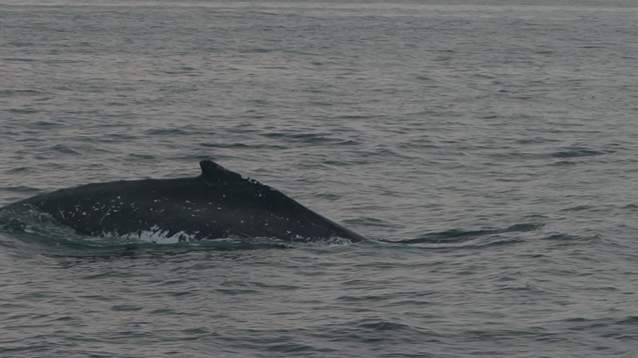 Humpback whale surfaces in calm ocean waters, slow motion shot in Piura, Peru