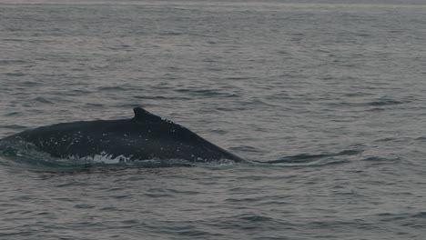humpback whale surfaces in calm ocean waters, slow motion shot in piura, peru