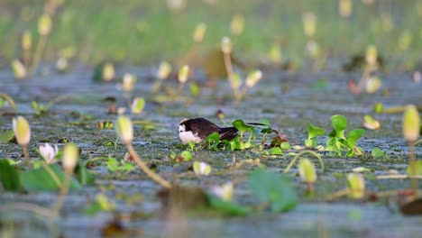 Jacana-De-Cola-De-Faisán-Sentada-Sobre-Huevos