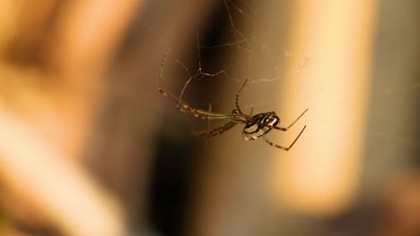 spider weaving web in gold coast garden