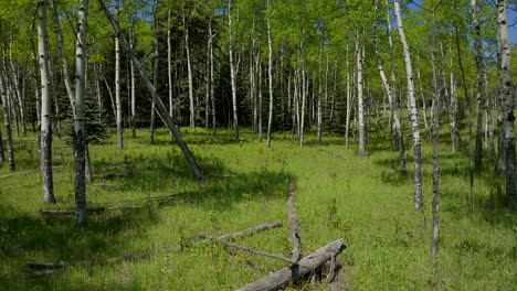 aspen tree spring yellow purple flower in colorado forest cinematic aerial drone lush green grass after rain daytime sun peaceful rocky mountain hiking trails log down denver evergreen conifer forward