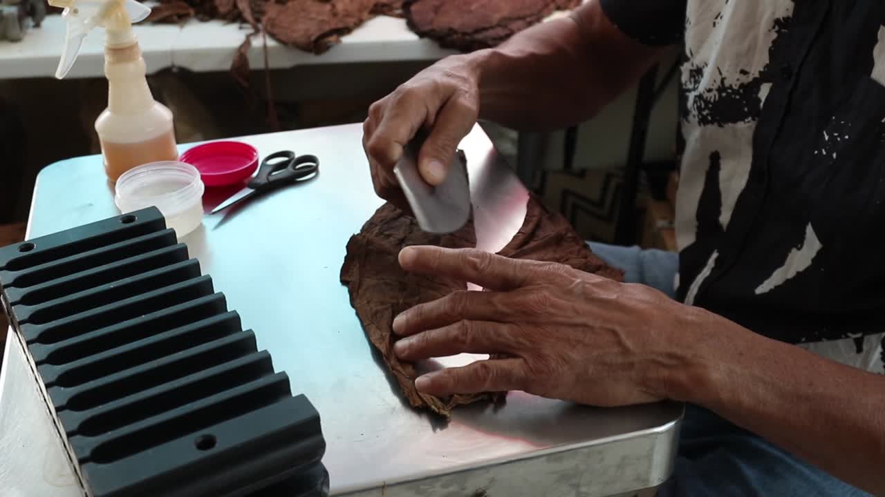 Demonstration of production of handmade tabaco cigars