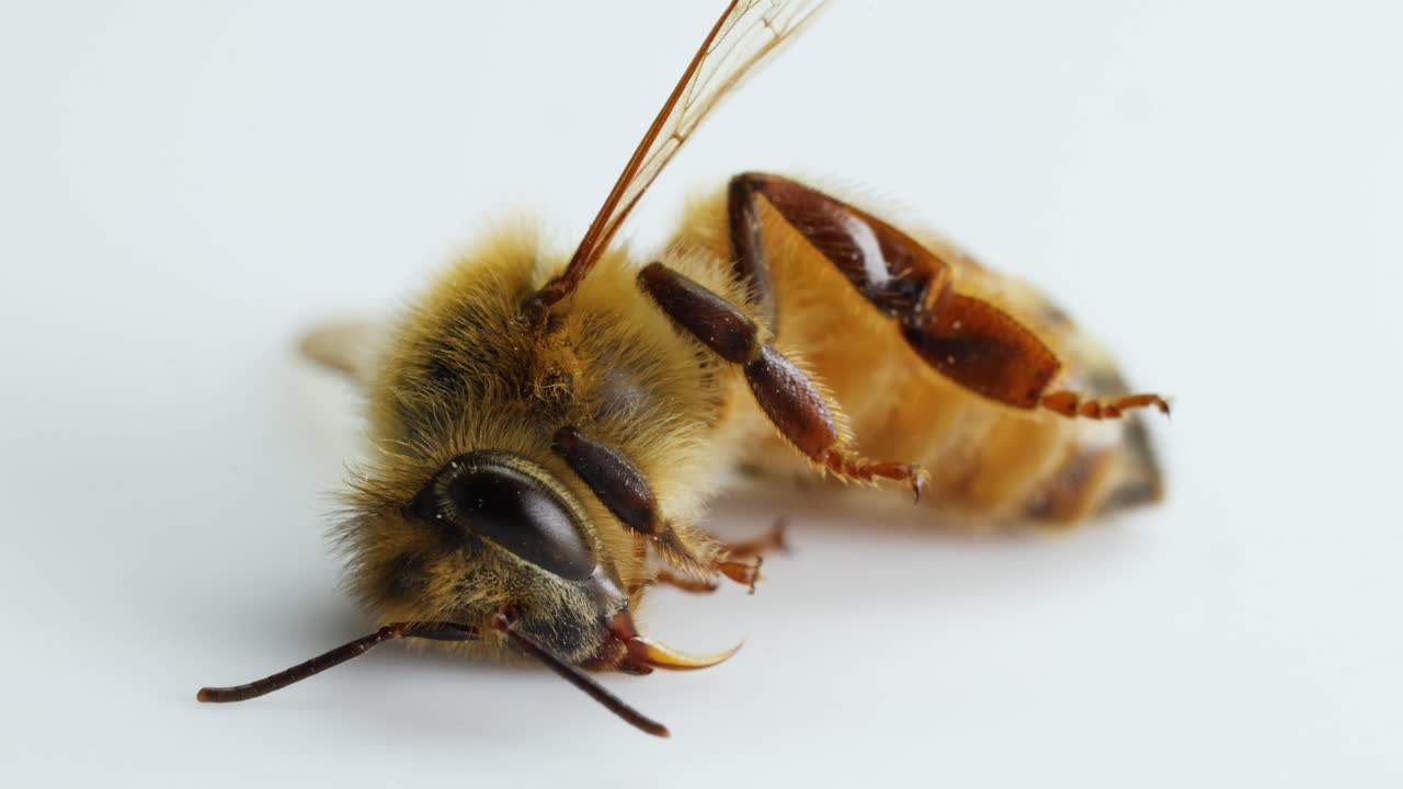 Macro video of a honeybee in its final moments, captured in a well-lit studio setting with a stark white background