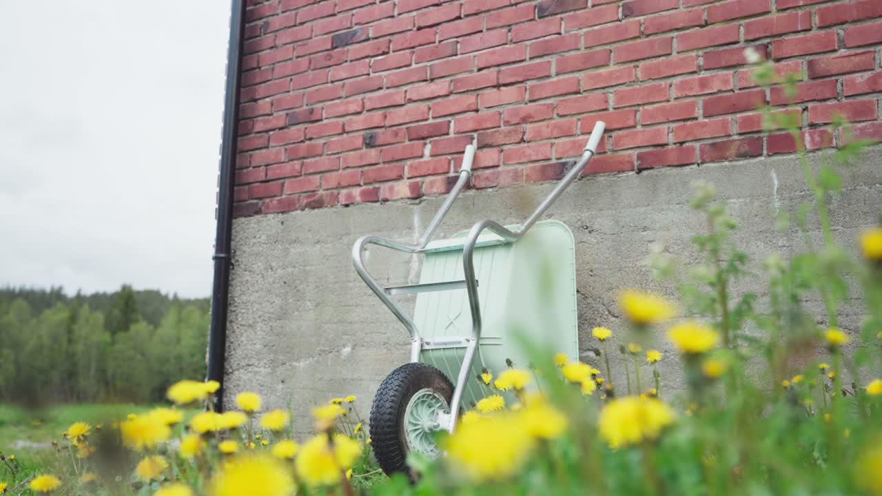 Flower Spring Fields With Wheelbarrow Lean On The Wall At The Backyard